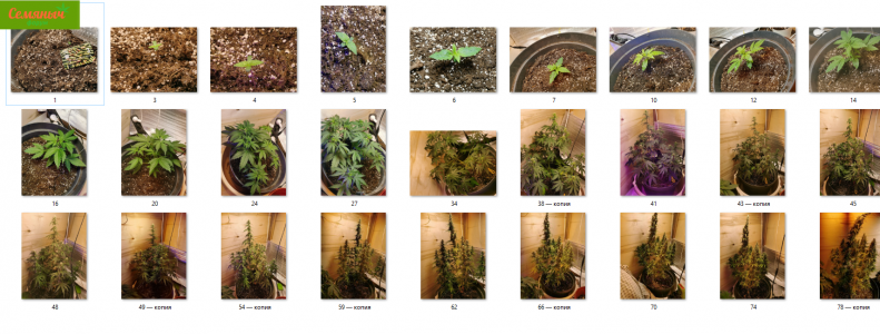 Новый точечный рисунок — копия.png