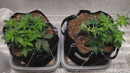 IMG_20230217_185416.jpg IMG_20230217_185416.jpg