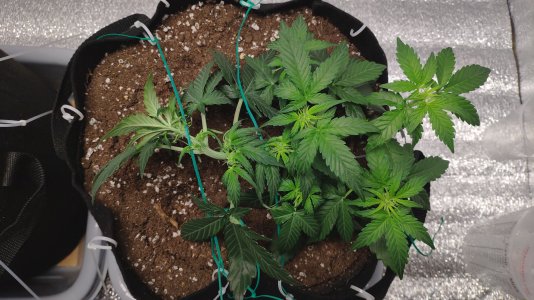 IMG_20230217_185432.jpg IMG_20230217_185432.jpg