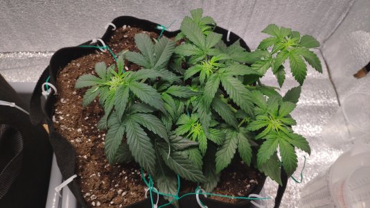 IMG_20230218_184520.jpg IMG_20230218_184520.jpg