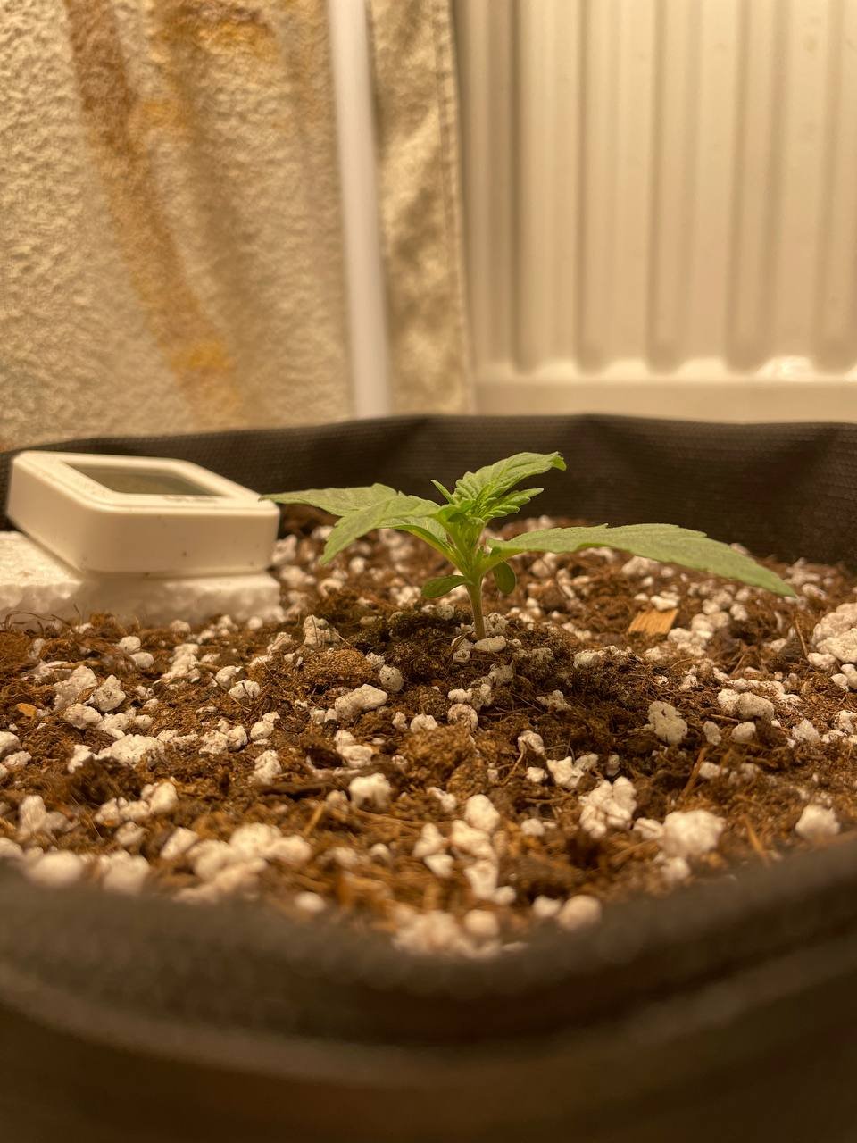 8 стебель.jpg