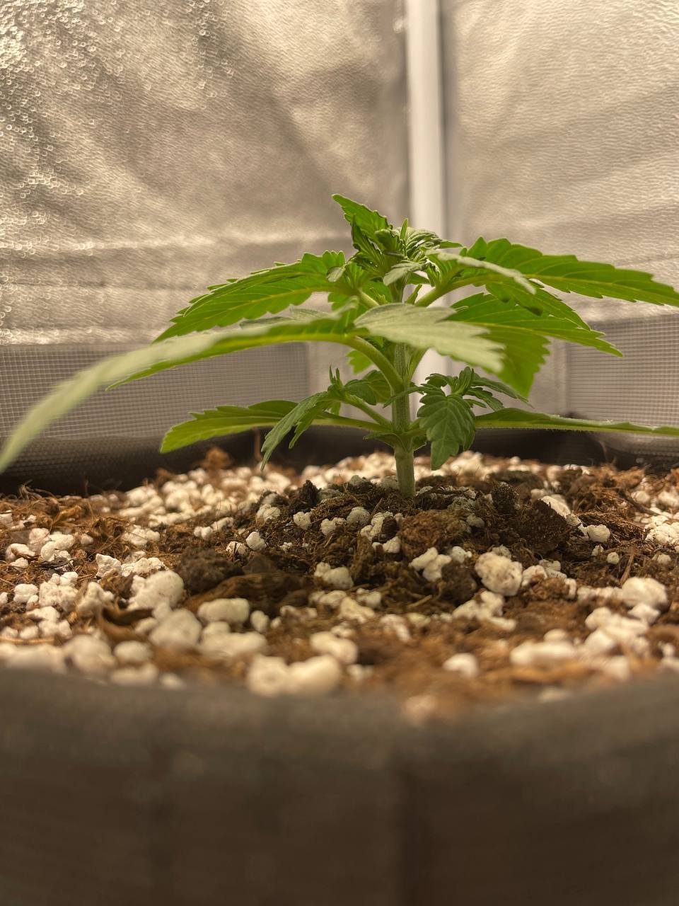 14 стебель.jpg