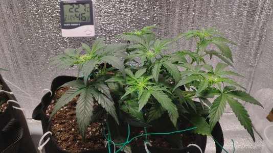 IMG_20230220_205853.jpg IMG_20230220_205853.jpg