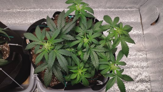 IMG_20230221_185457.jpg IMG_20230221_185457.jpg