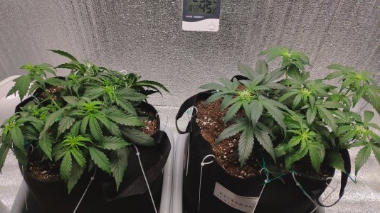 IMG_20230221_185435.jpg IMG_20230221_185435.jpg