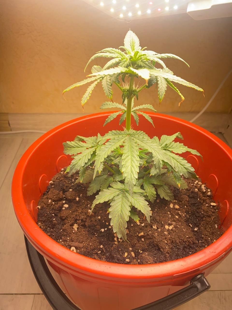 IMG_20230221_185543_495.jpg IMG_20230221_185543_495.jpg