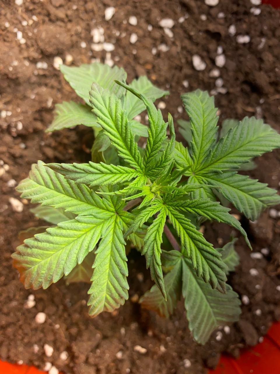 IMG_20230221_185610_494.jpg IMG_20230221_185610_494.jpg