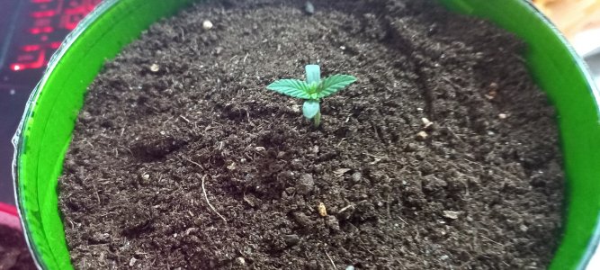 99VGiKK_Kcc.jpg 99VGiKK_Kcc.jpg