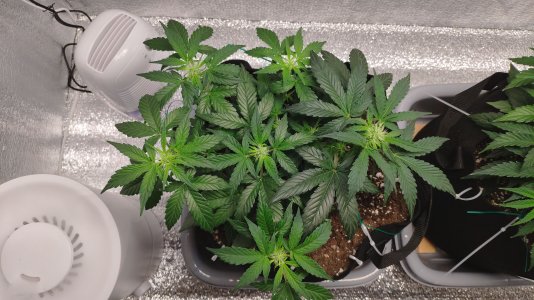 IMG_20230222_201040.jpg IMG_20230222_201040.jpg