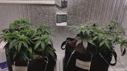 IMG_20230224_180920.jpg IMG_20230224_180920.jpg