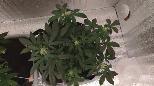 IMG_20230225_123015.jpg IMG_20230225_123015.jpg