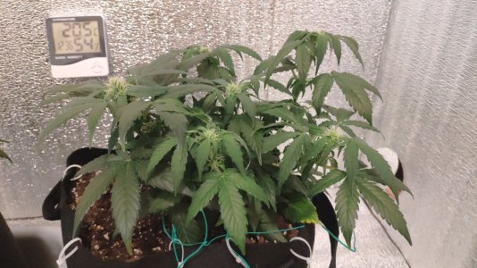 IMG_20230225_123044.jpg IMG_20230225_123044.jpg