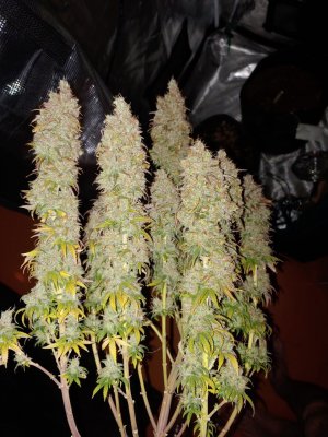 IMG_20230226_085552_778.jpg IMG_20230226_085552_778.jpg