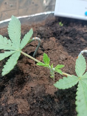 IMG_20230227_090616.jpg IMG_20230227_090616.jpg