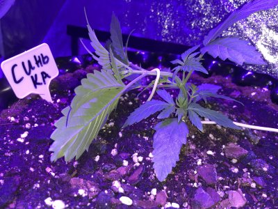 IMG_6912.JPG IMG_6912.JPG