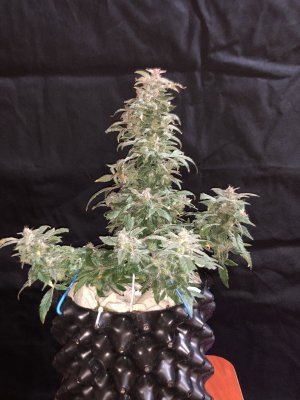 IMG_8025.JPG IMG_8025.JPG