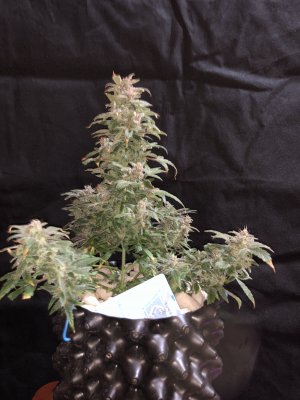 IMG_8024.JPG IMG_8024.JPG