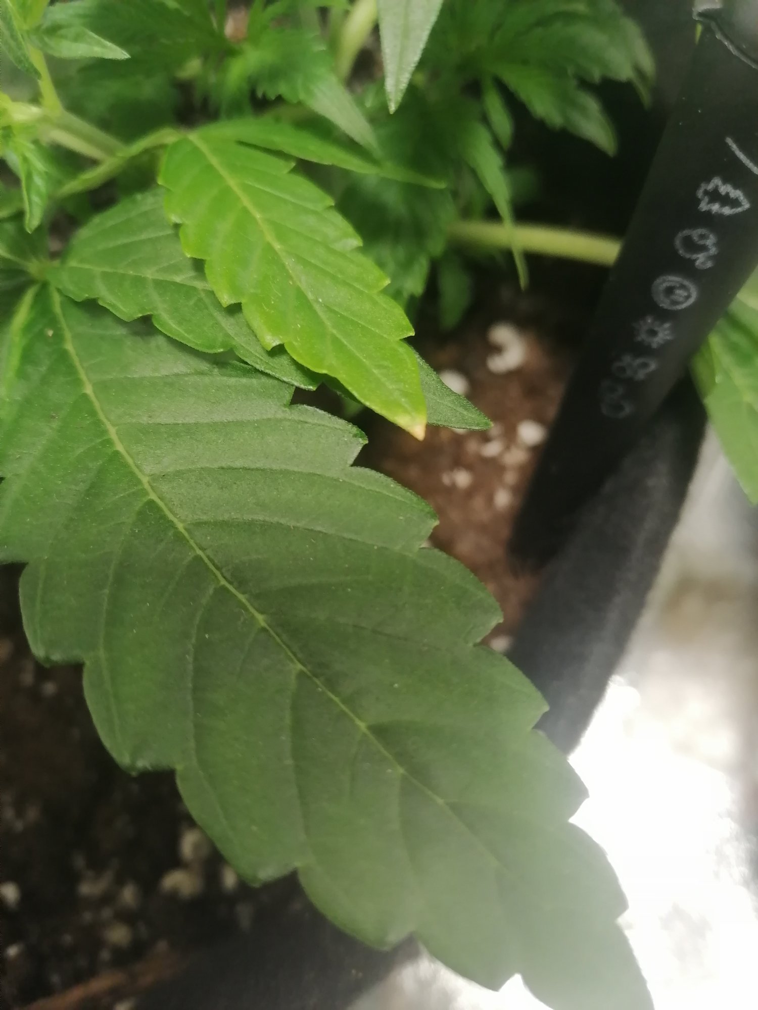 IMG_20230303_102319.jpg IMG_20230303_102319.jpg