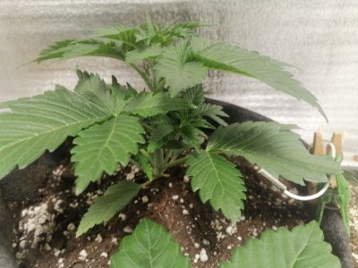 IMG_20230303_102304.jpg IMG_20230303_102304.jpg