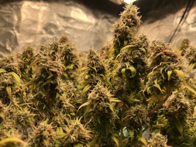 183BDD2F-76D4-4EC9-8CFB-F7C2D4A2D2AB.jpeg 183BDD2F-76D4-4EC9-8CFB-F7C2D4A2D2AB.jpeg