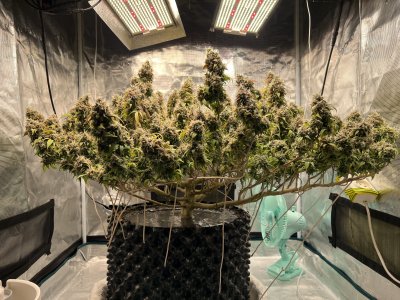 17AB6C37-72A8-4B8B-85EF-56C973D08383.jpeg 17AB6C37-72A8-4B8B-85EF-56C973D08383.jpeg