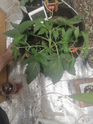 IMG_20230304_231342.jpg IMG_20230304_231342.jpg