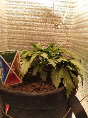 IMG_20230305_141136.jpg IMG_20230305_141136.jpg