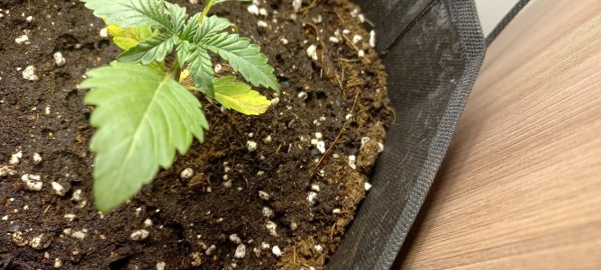 n1TLzfDJ6tI.jpg n1TLzfDJ6tI.jpg