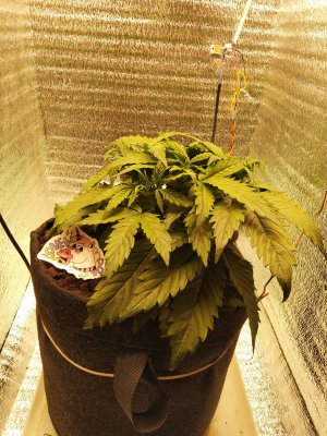 IMG_20230307_180320.jpg IMG_20230307_180320.jpg