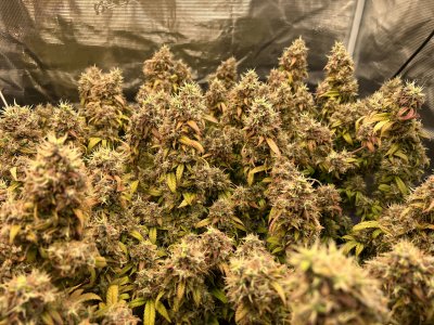 B5E5E0C2-D6A0-4DED-B2E2-42C07EC2FDE0.jpeg B5E5E0C2-D6A0-4DED-B2E2-42C07EC2FDE0.jpeg