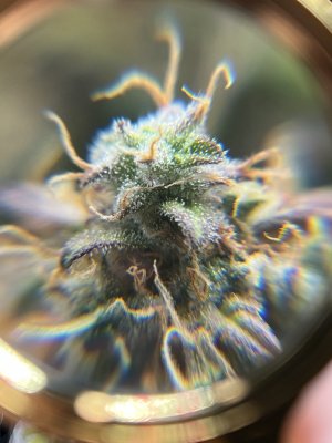 05F6B9A7-F958-4CDF-88F7-AD148E131490.jpeg 05F6B9A7-F958-4CDF-88F7-AD148E131490.jpeg