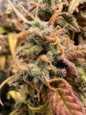 63D6E442-EF4B-4B1A-93AB-BF52665D7A02.jpeg 63D6E442-EF4B-4B1A-93AB-BF52665D7A02.jpeg