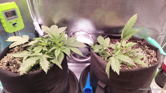 IMG_20230228_124446.jpg IMG_20230228_124446.jpg