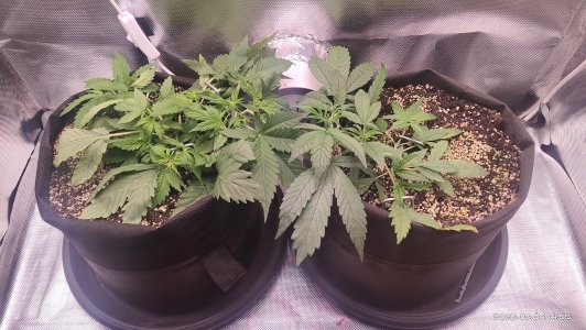 IMG_20230304_145540.jpg IMG_20230304_145540.jpg