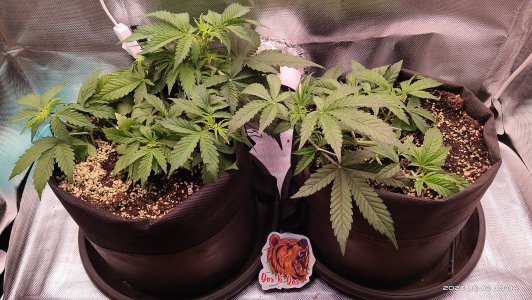 IMG_20230309_080441.jpg IMG_20230309_080441.jpg