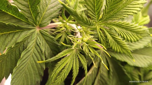 IMG_20230311_132304.jpg IMG_20230311_132304.jpg