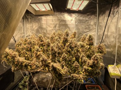 01FA3F2B-E73E-473A-98CE-217C1BCD9CED.jpeg 01FA3F2B-E73E-473A-98CE-217C1BCD9CED.jpeg