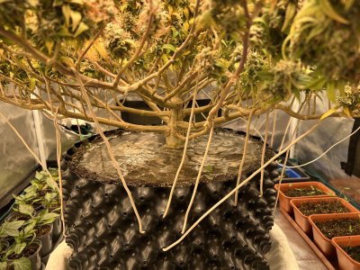 5ABEDB78-4344-49A7-AD27-741524AD9B45.jpeg 5ABEDB78-4344-49A7-AD27-741524AD9B45.jpeg