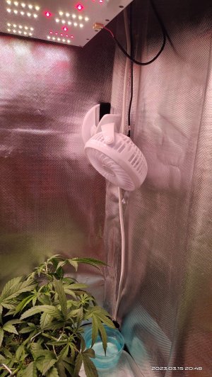 IMG_20230315_204830.jpg IMG_20230315_204830.jpg