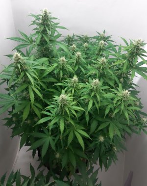 20230317_143238.jpg 20230317_143238.jpg