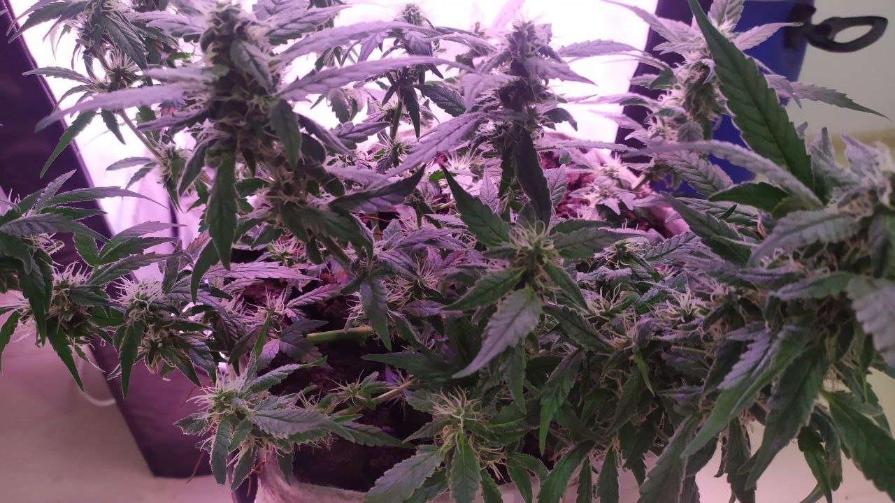 photo_2023-03-17_16-15-23 (3).jpg photo_2023-03-17_16-15-23 (3).jpg