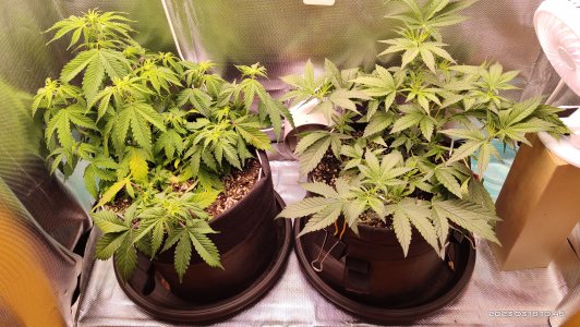 IMG_20230318_104627.jpg IMG_20230318_104627.jpg