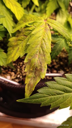 IMG_20230318_104827.jpg IMG_20230318_104827.jpg