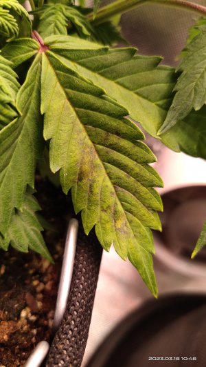 IMG_20230318_104855.jpg IMG_20230318_104855.jpg