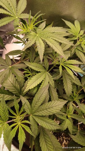 IMG_20230318_112648.jpg IMG_20230318_112648.jpg