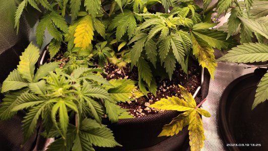 IMG_20230319_132553.jpg IMG_20230319_132553.jpg