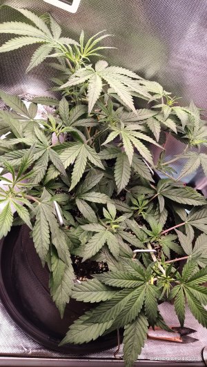 IMG_20230319_132610.jpg IMG_20230319_132610.jpg