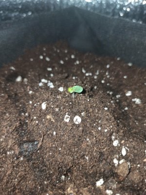 IMG_20230319_221243.jpg IMG_20230319_221243.jpg