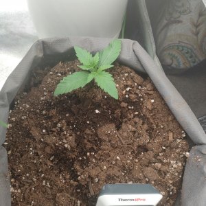 IMG_20230319_230559_695.jpg IMG_20230319_230559_695.jpg