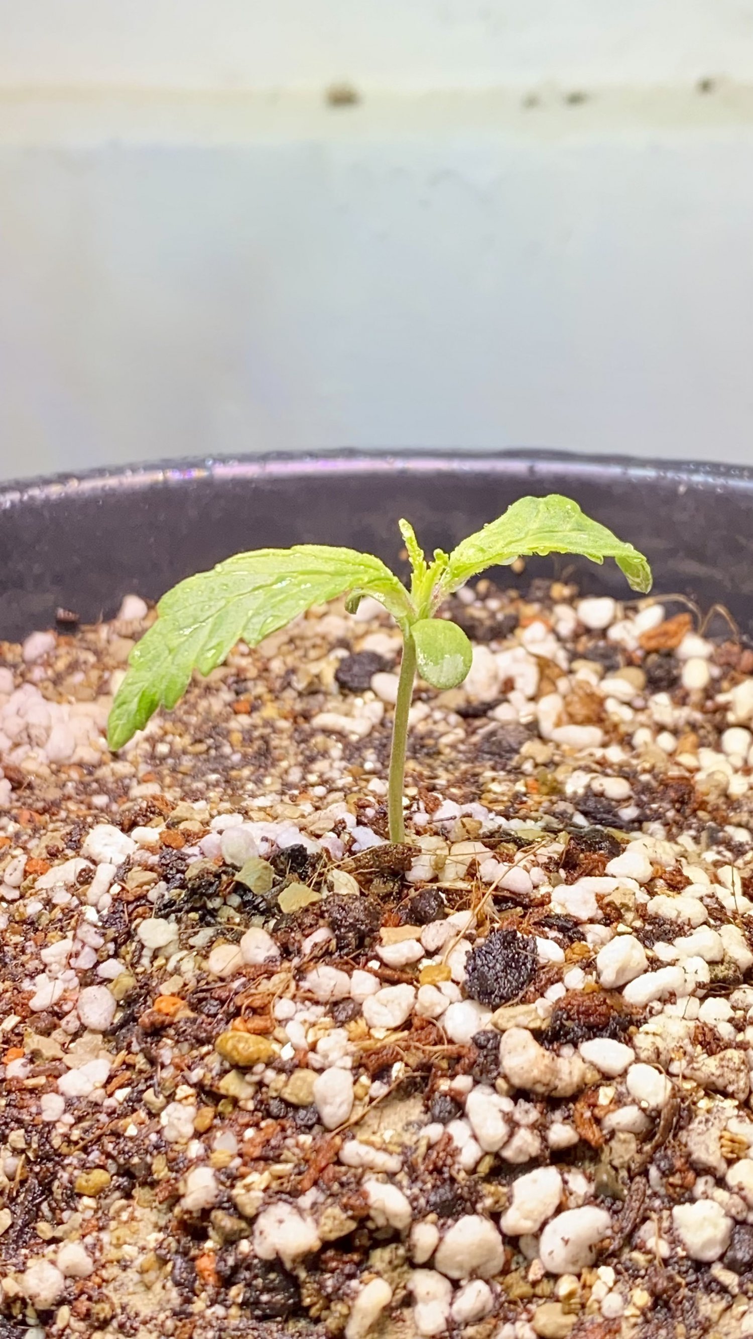 D9B4BFF2-E85D-4867-A83E-E5891E600F28.jpeg D9B4BFF2-E85D-4867-A83E-E5891E600F28.jpeg